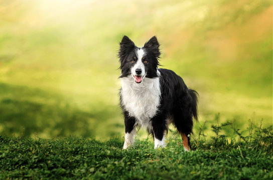 border_collie_1